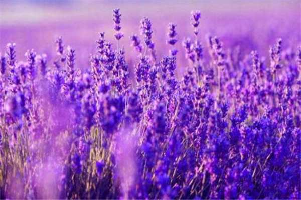 世界十大最凄美的花故事 紫藤为情而生，第八为冥界之花