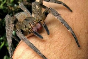 世界十大有毒蜘蛛：黑寡妇只排第四，第一曾创下吉尼斯记录