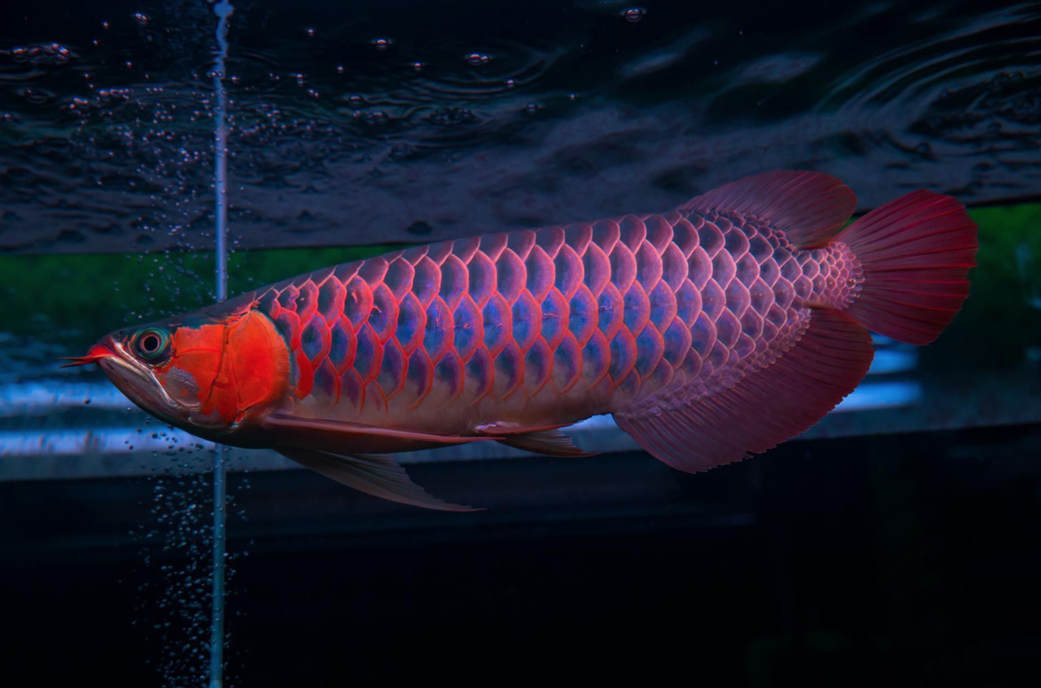 世界十大名贵观赏鱼排行榜，排第一的你认识吗？