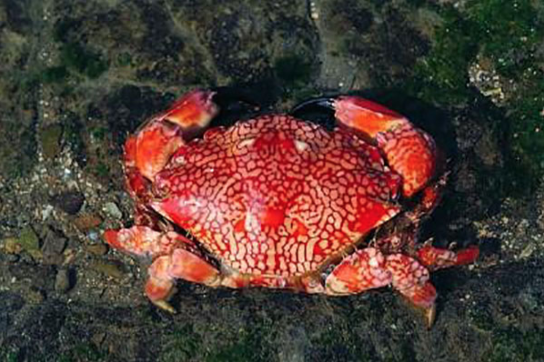 世界十大最毒的螃蟹排行榜：铜铸熟若蟹一口就能致人死亡