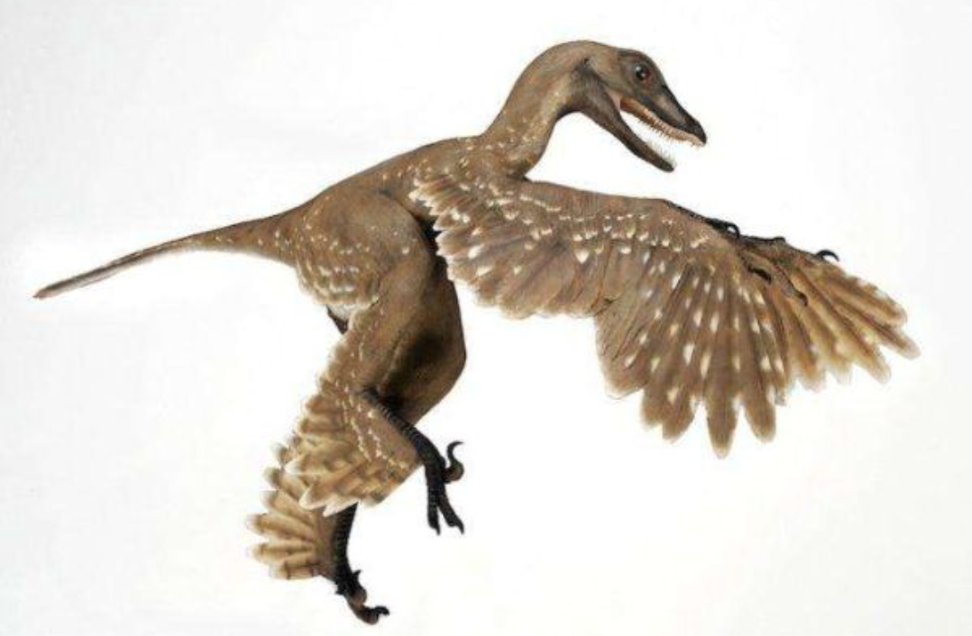 世界十大恐龙排行榜：始祖鸟会飞秀颌龙体型小