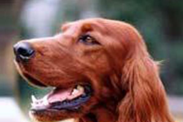 英国十大最有名气的狗狗排行榜：英国斗牛犬最受欢迎