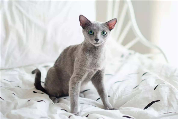 最适合新手养的十种猫俄罗斯蓝猫