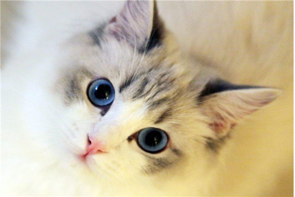 最适合新手养的十种猫布偶猫