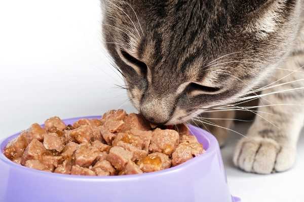 猫粮中含这三种东西，就一定不能给猫咪吃