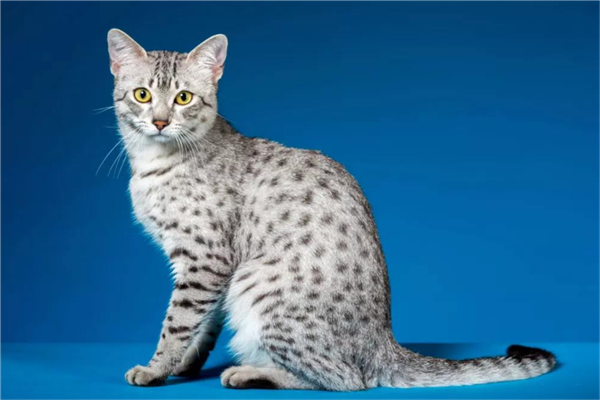 最适合新手养的十种猫埃及猫