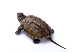 十大最好养的乌龟 适合新手养的宠物龟盘点
