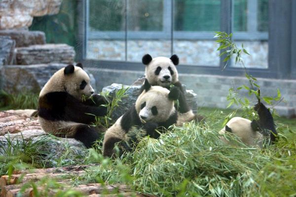 哪里的动物园最受欢迎？中国十大动物园排行榜