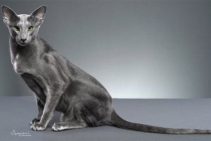 十大友善猫咪排行榜：日本短尾猫是招财猫的原型