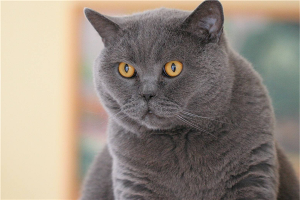 最适合新手养的十种猫英国短毛猫