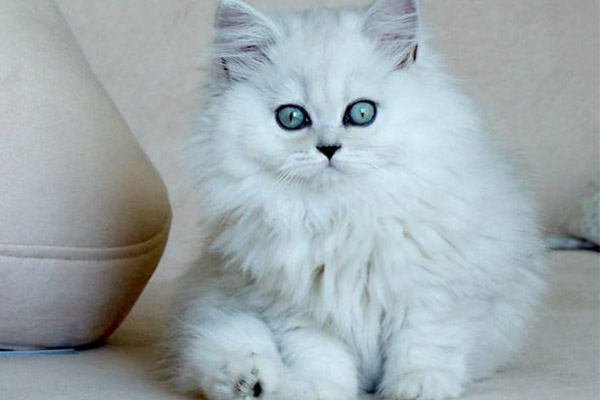 十大友善猫咪排行榜：日本短尾猫是招财猫的原型