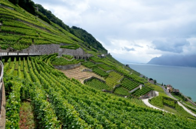 世界著名的十大酒庄排行榜：瑞士拉沃葡萄园世界遗产的酒庄