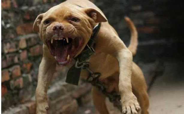 世界十大斗犬排名 第一最强悍凶猛看着都怕