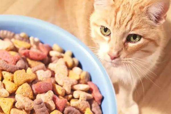 猫粮中含这三种东西，就一定不能给猫咪吃