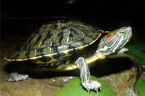 人们最喜欢养的爬行宠物排行榜：巴西龟最多人养