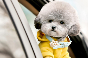 十大最可爱的小型犬排行榜：茶杯犬是不是真的长不大？京巴有着憨憨的外表小鹿犬体积小