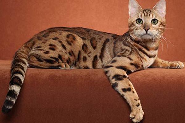 全球十大最美的猫咪品种：你最喜欢哪一种？