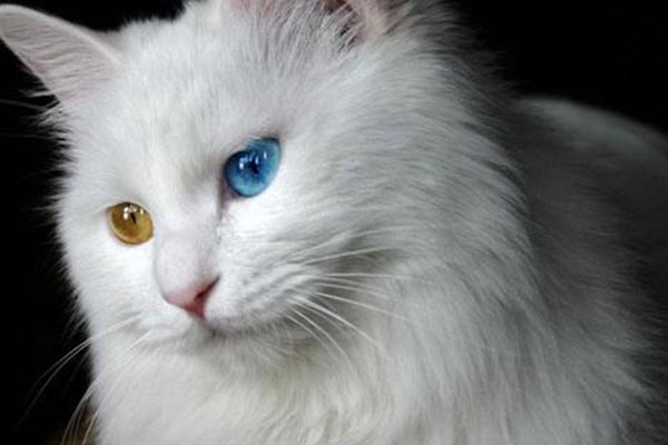 全球十大最美的猫咪品种：你最喜欢哪一种？