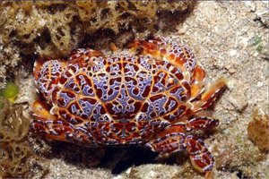 十大毒蟹排行榜：第一蟹中眼镜蛇，第四形似面包蟹