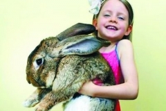 见过5岁的兔子吗？它是世界上最大的兔子，一年吃掉4000跟胡萝卜