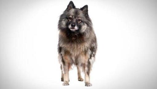 【图】荷兰毛狮犬称为胖博美，智商高，养毛狮犬注意事项