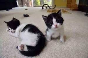 世界上最小的猫排行:锈斑豹猫反差萌 东方短毛猫上榜