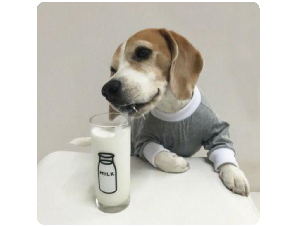 推荐十大狗狗羊奶粉排行榜：狗狗喝什么羊奶粉好？