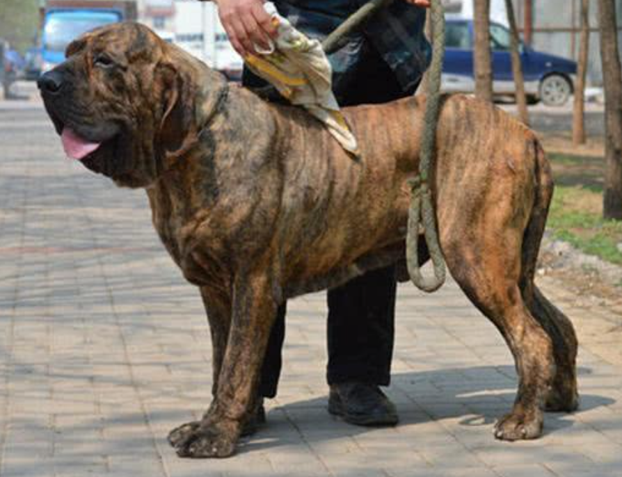 【图】世界十大最凶猛的狗狗排行榜：中国藏獒排名第一