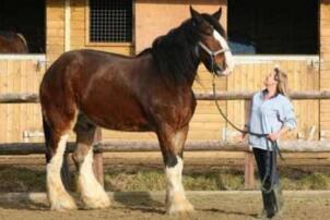 世界十大重型马排行榜：第7来自中国 第一体重1.8吨
