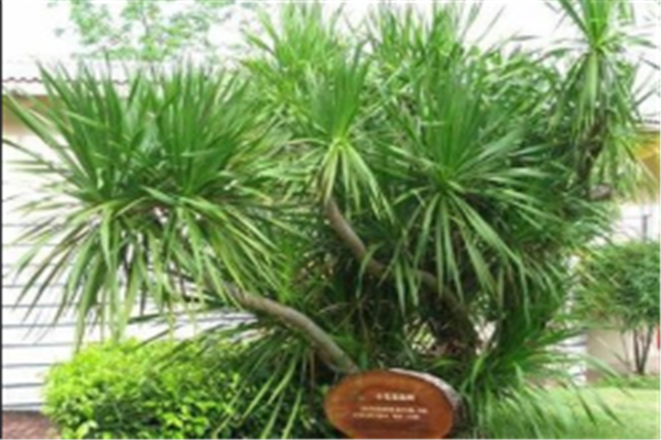 十大濒临灭绝珍惜植物：猴面包树，它开出的花朵最大- 植物之最