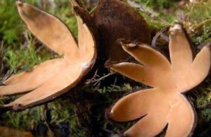 世界上10大最奇特的蘑菇 狗头蛇菌上榜，第五具有很高的药用价值