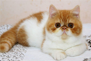 最忠诚的猫排名前十：布偶猫上榜，它非常依恋主人