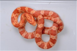 适合新手养的十种宠物蛇：赤峰锦蛇上榜，它是舶来品