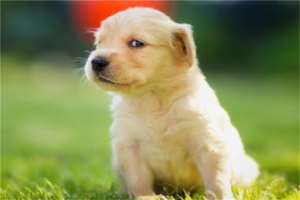 十大最听话的狗狗排名：吉娃娃上榜，金毛寻回犬第一