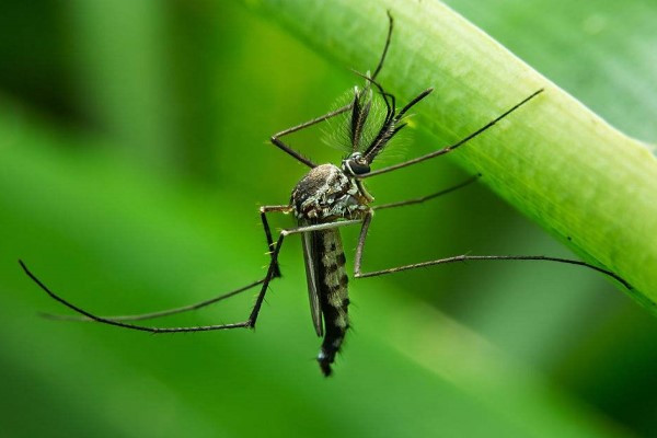 世界十大致命动物，小蚊子竟然位列第一！