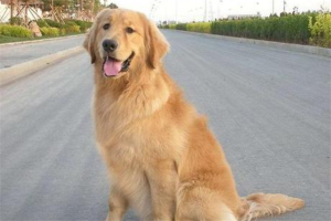 十大适合家养的狗：拉布拉多上榜，第二长相可爱