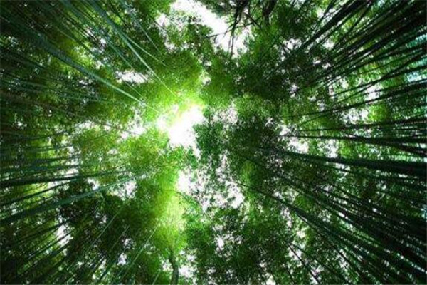 世界最迷人的十大森林 佐加野竹林宛如画卷，最后是地球之肺