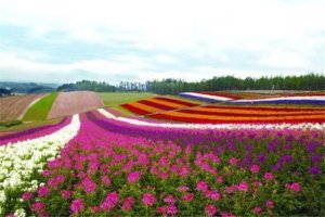 世界最著名的十大花海:普罗旺斯薰衣草园超浪漫 第10看油菜花