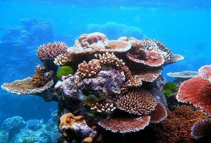 世界十大珊瑚礁 带你领略不一样的海底世界