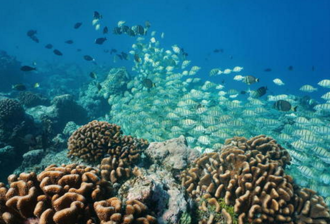 世界十大珊瑚礁 带你领略不一样的海底世界