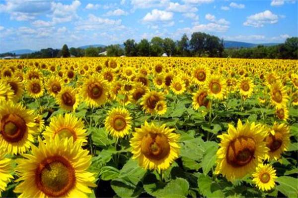 世界最著名的十大花海 普罗旺斯薰衣草园一定要去