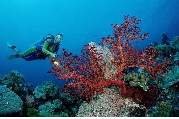 亚洲十大潜水胜地排名 亚洲绝佳潜水胜地潜水者必去 