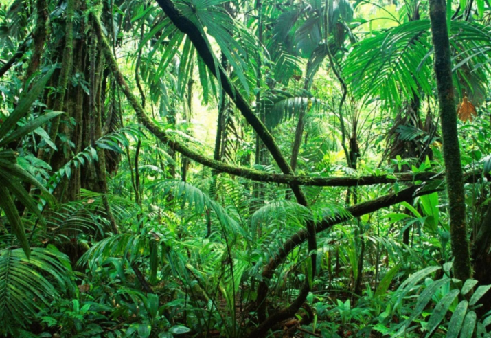 全球最美丛林排行榜 亚马逊热带雨林列第一，第三为童话诞生地
