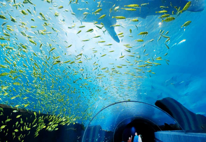 全球海洋馆排名 带你感受独特的海底世界