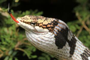 世界上最恐怖的蛇 眼镜王蛇垫底,非洲腾蛇毒性无药可治