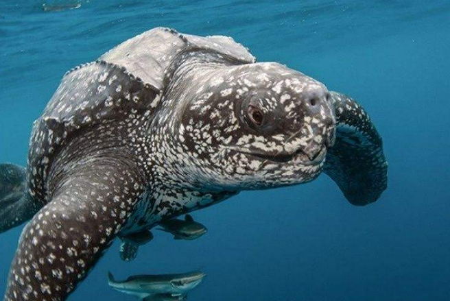 世界十大珍稀海洋动物 这些珍稀生物，你认识几种