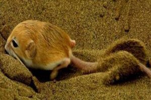 世界上十大最小的哺乳动物 山脉侏儒负鼠可以拿在手上把玩