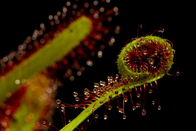 世界十大奇特的植物 第一生存力超强，寿命可达1500年
