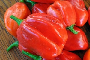 世界上最辣的辣椒是什么?世界上最辣的辣椒：印度魔鬼椒