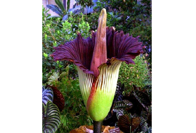 世界十大最稀有的花 这些奇特的植物，你见过几种